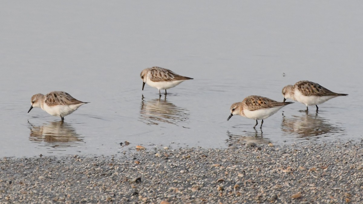 Red-necked Stint - ML623578950