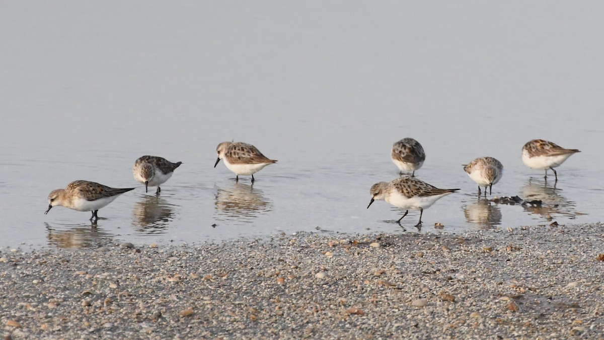 Red-necked Stint - ML623578956