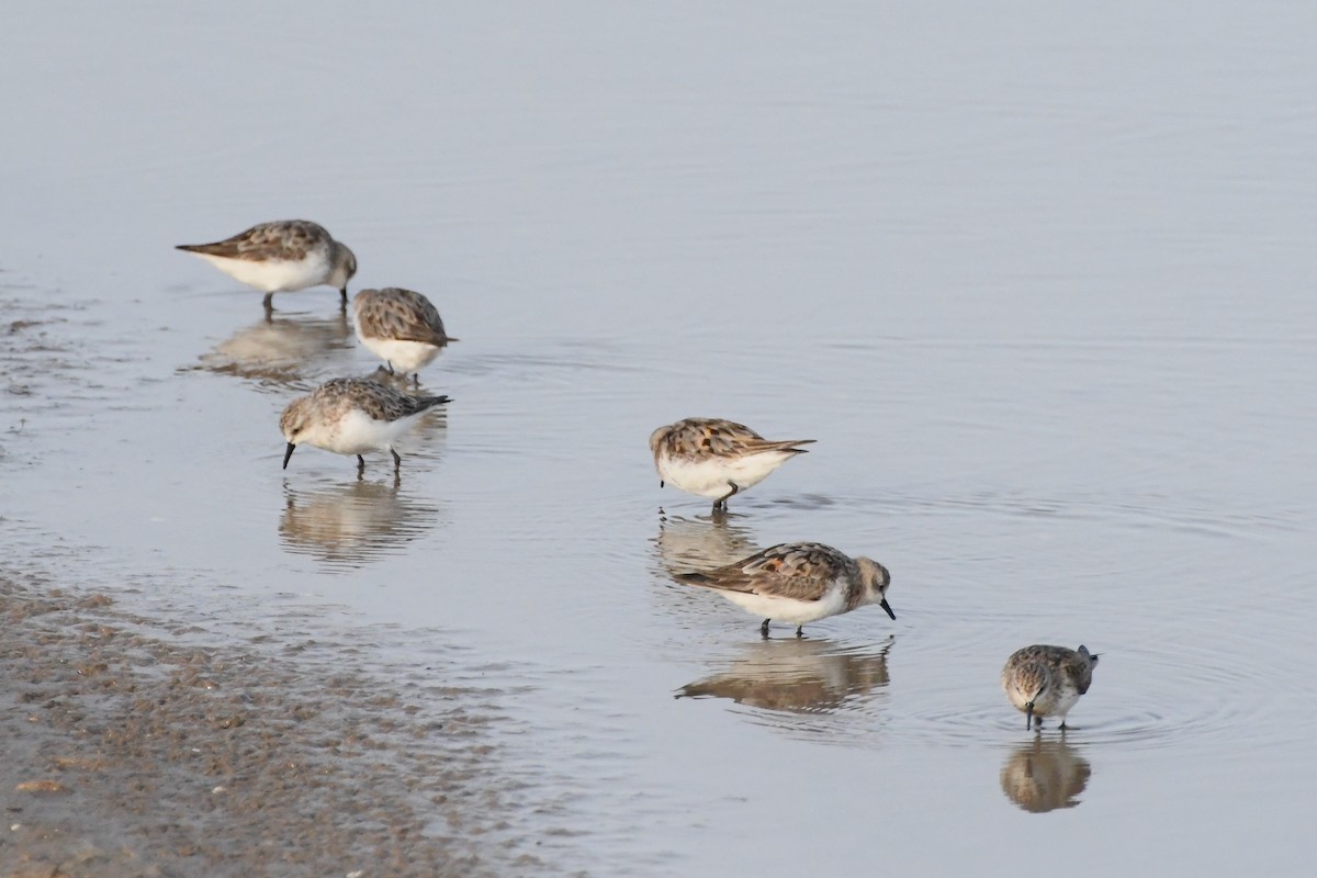 Red-necked Stint - ML623578959