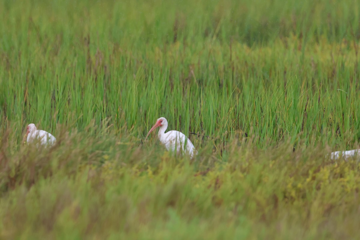 White Ibis - ML623578960