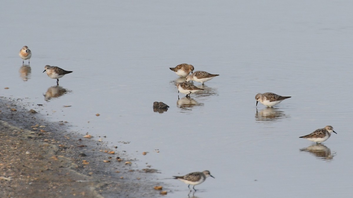 Red-necked Stint - ML623578963