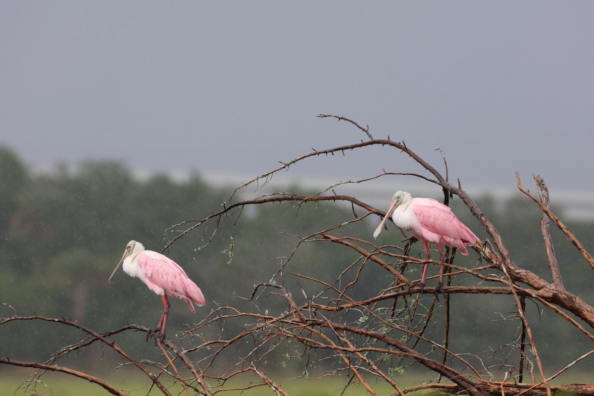 Roseate Spoonbill - ML623578967