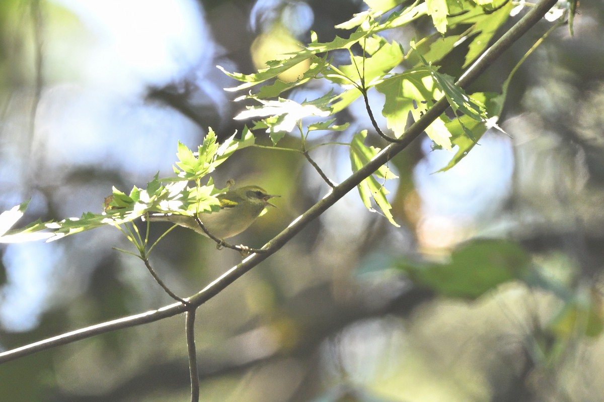 Golden-winged Warbler - ML623578968