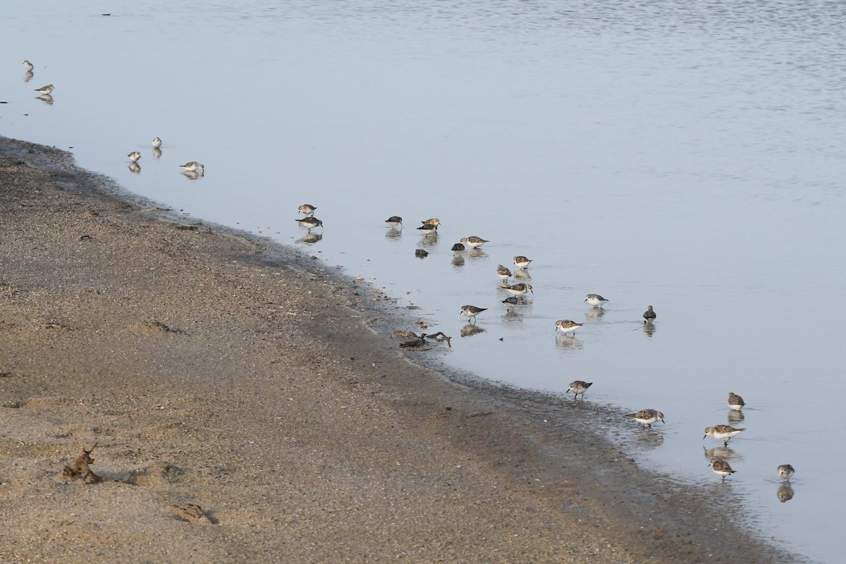 Red-necked Stint - ML623578976