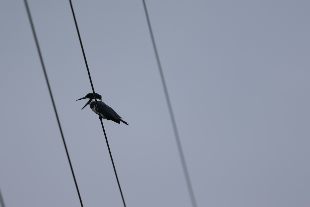 Belted Kingfisher - ML623578980