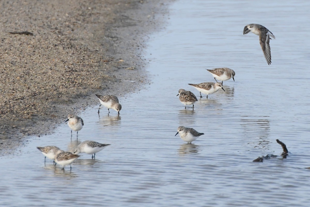 Red-necked Stint - ML623578996