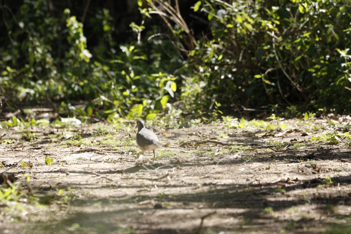 White-tipped Dove - ML623579014