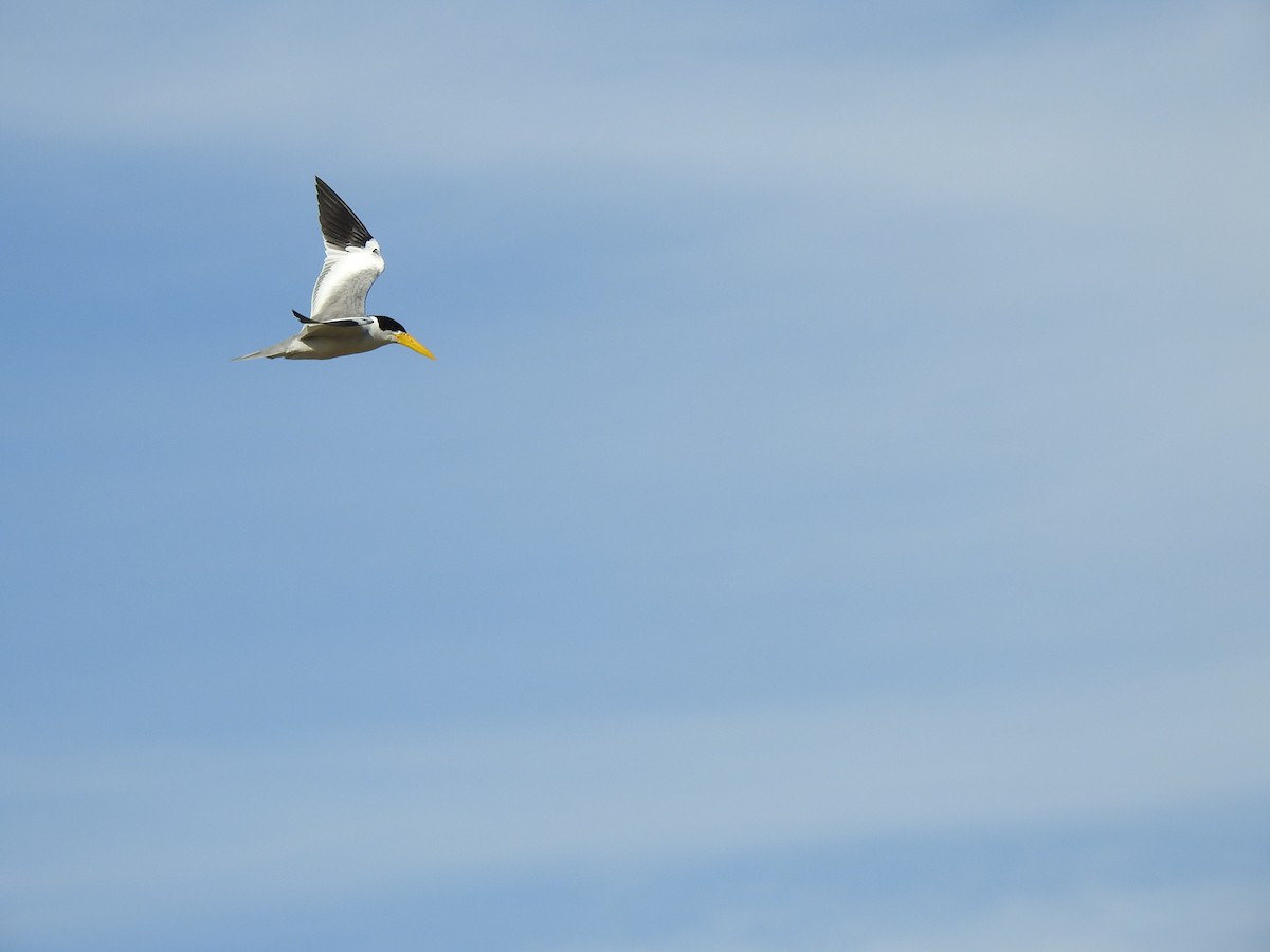 Large-billed Tern - ML623579023