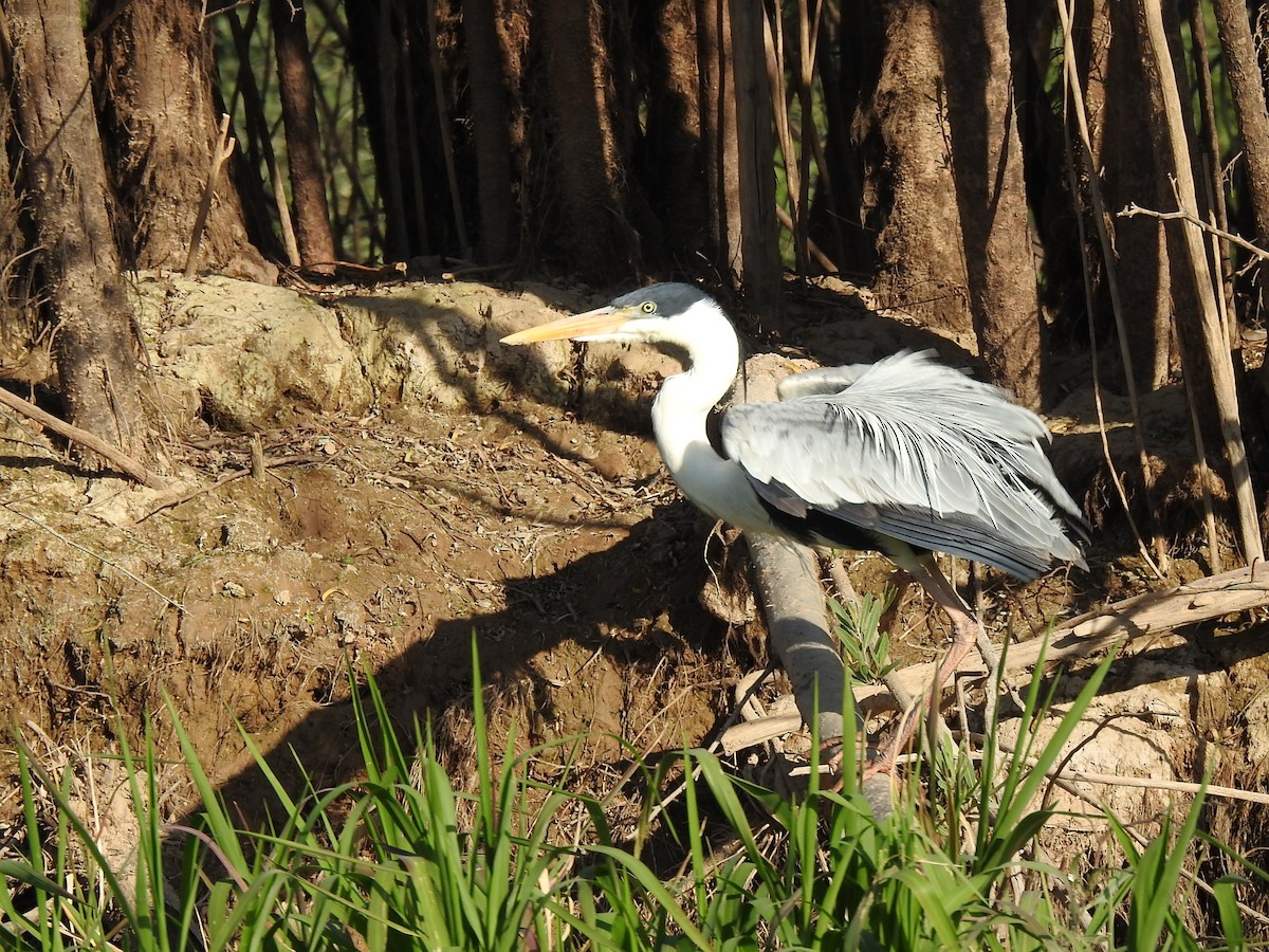 Cocoi Heron - ML623579050