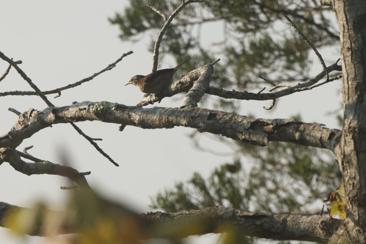 Carolina Wren - ML623579089