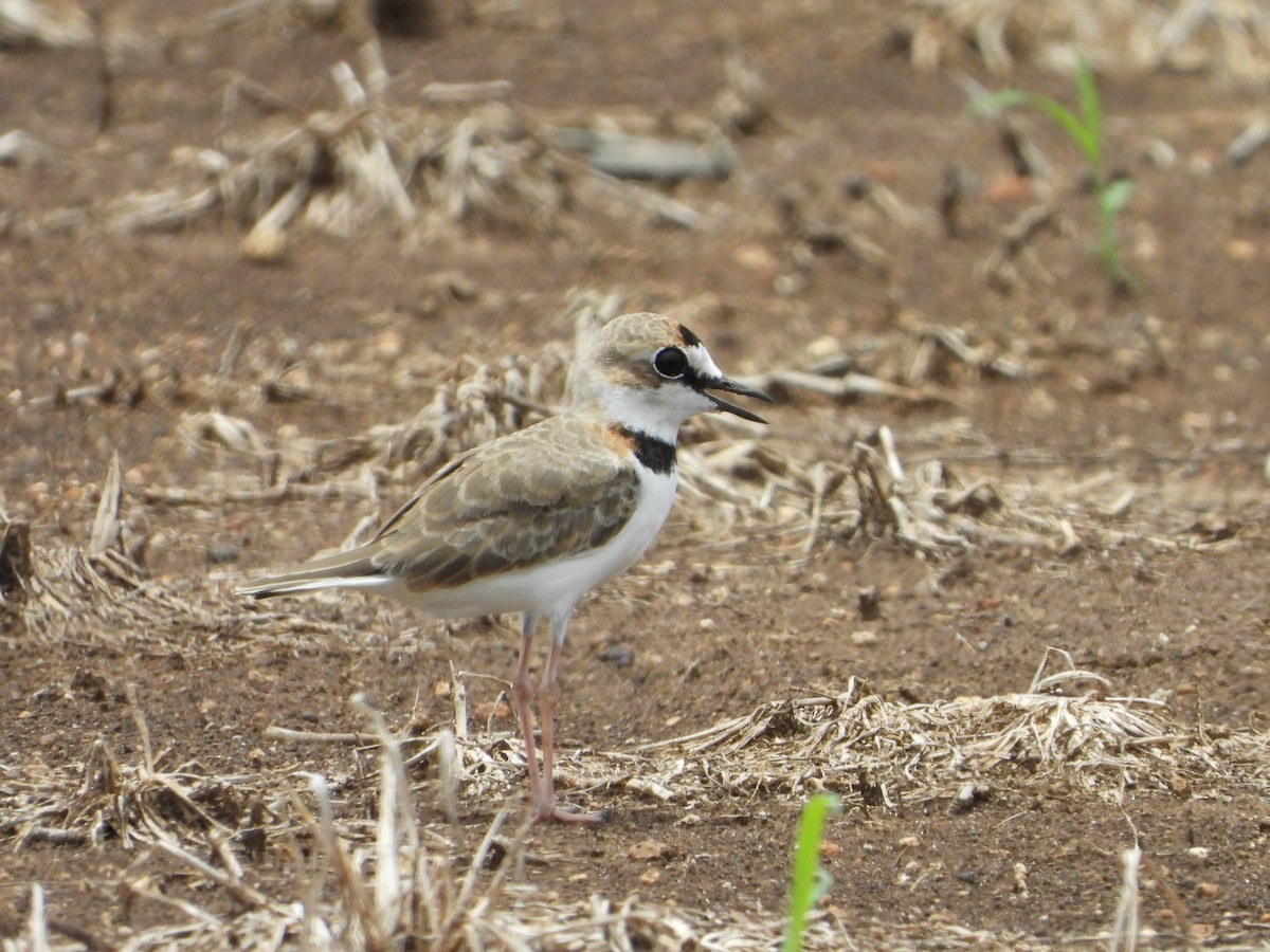 Collared Plover - ML623579090