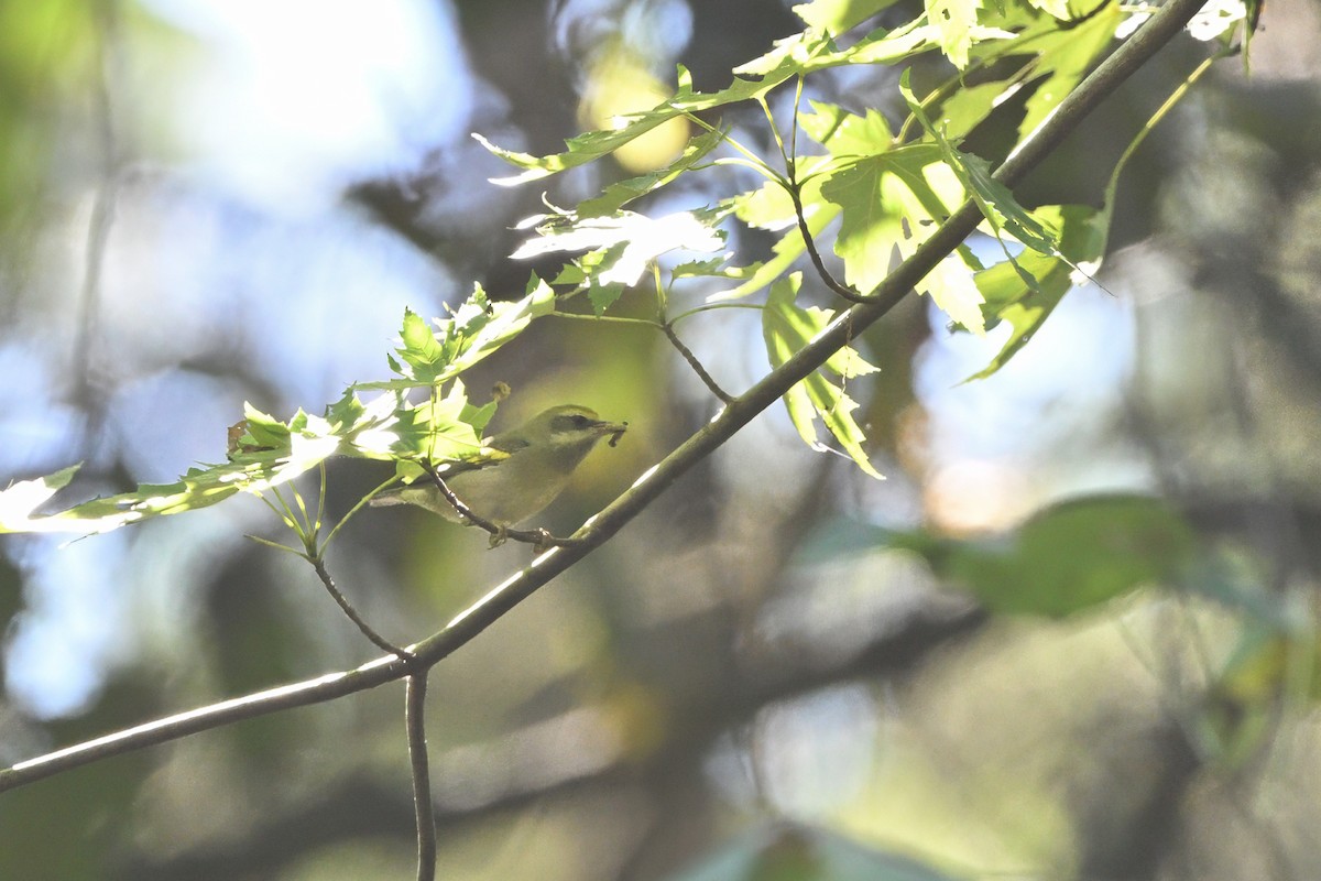 Golden-winged Warbler - ML623579098