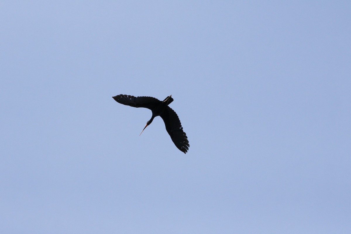 Bare-faced Ibis - ML623579104