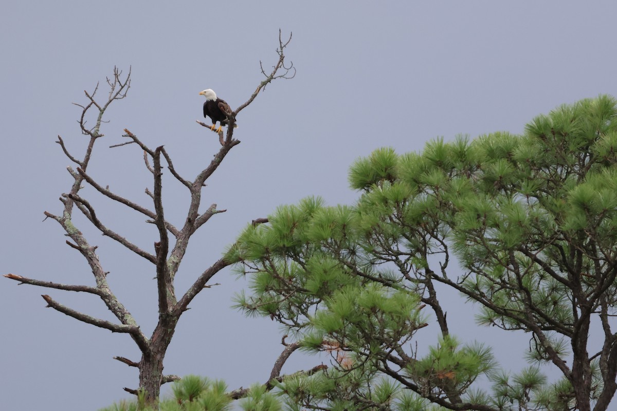 Bald Eagle - ML623579106