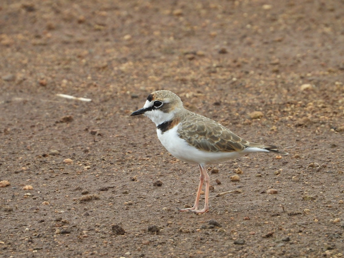 Collared Plover - ML623579127