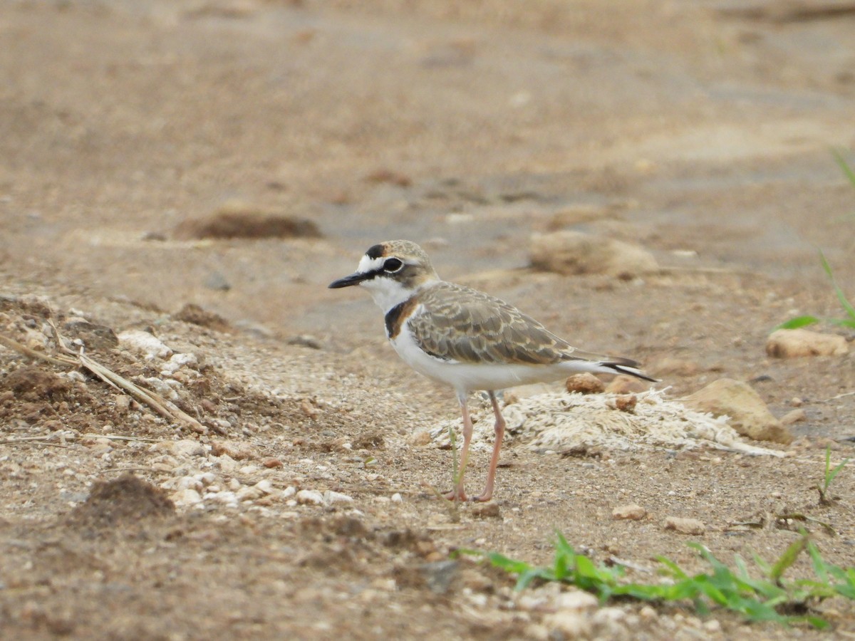 Collared Plover - ML623579148