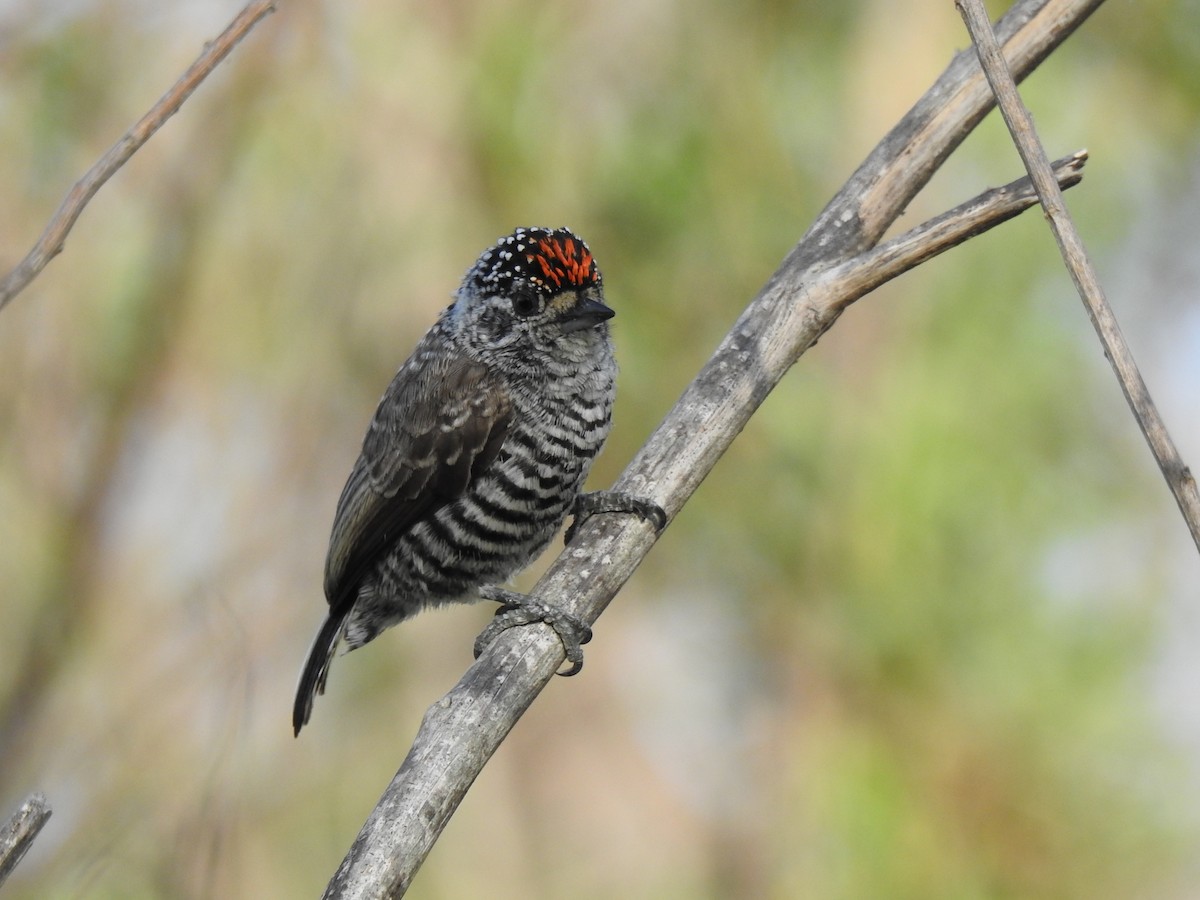 White-barred Piculet - Mario Casadei