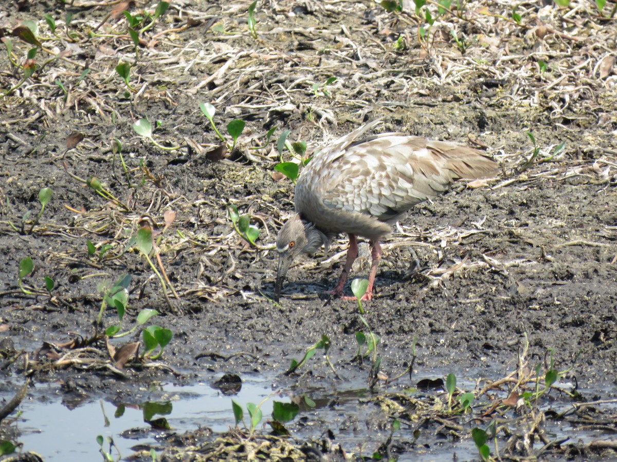 Plumbeous Ibis - ML623579157