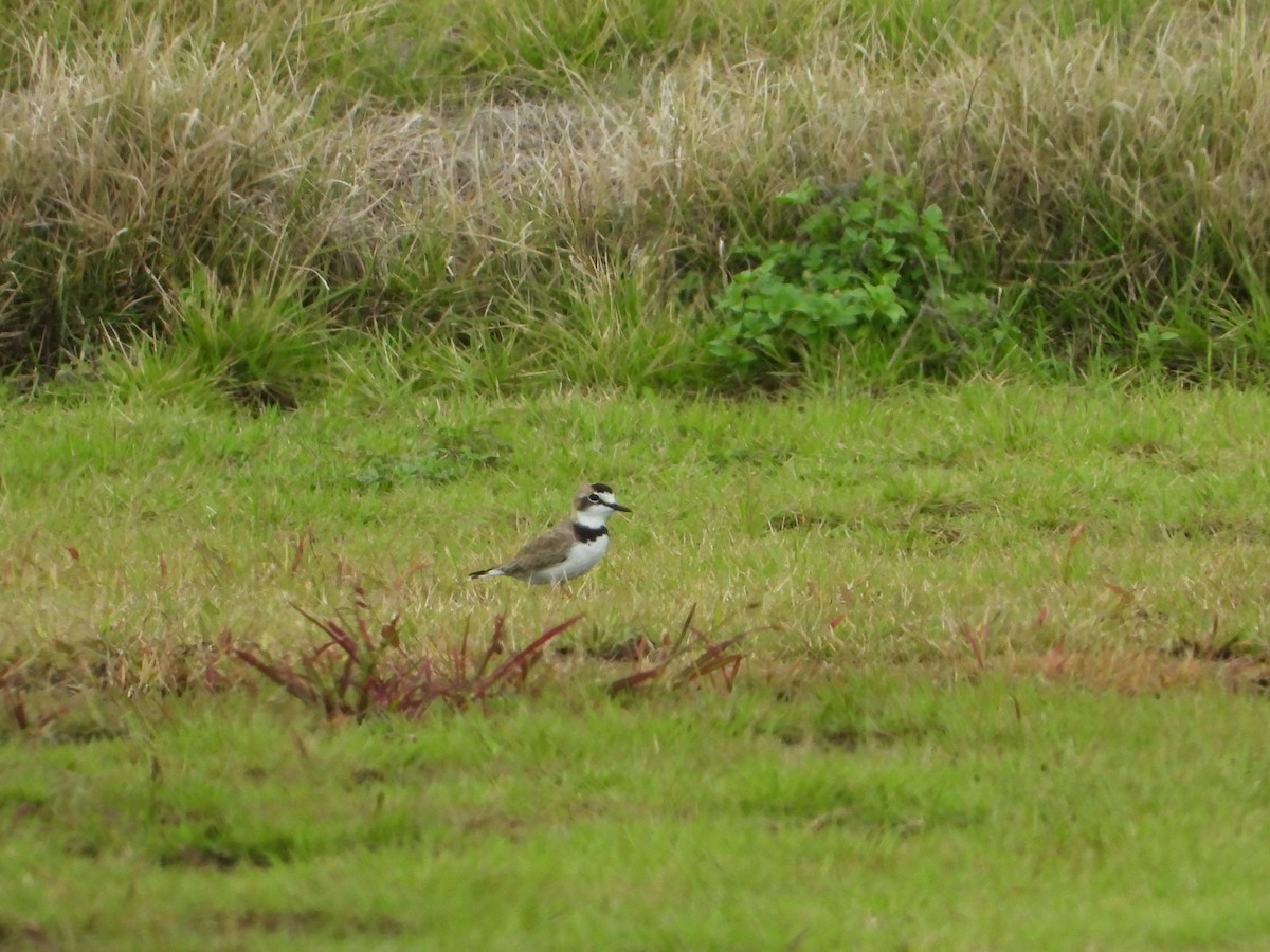 Collared Plover - ML623579172