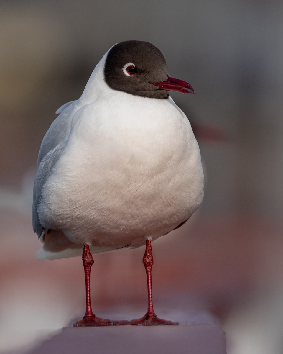 Brown-hooded Gull - Pablo Maass Zepeda