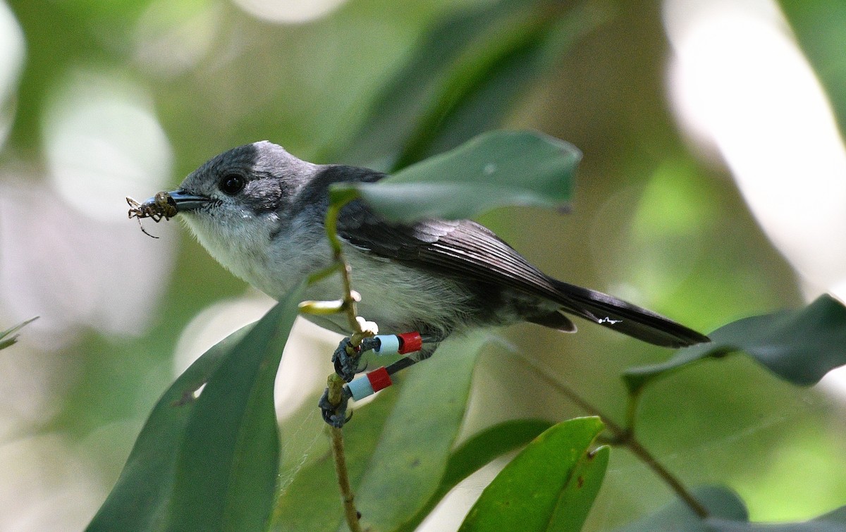 Rarotonga Monarch - ML623579211