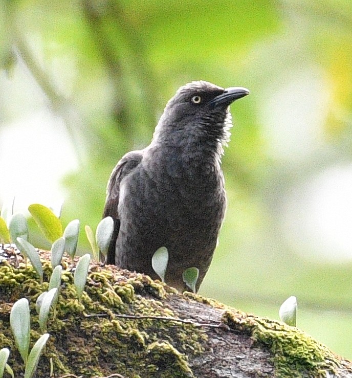 Rarotonga Starling - ML623579222