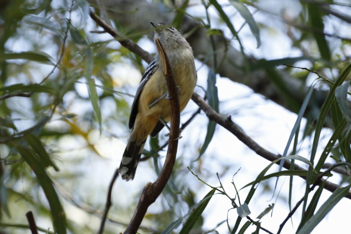 Variable Antshrike - ML623579225