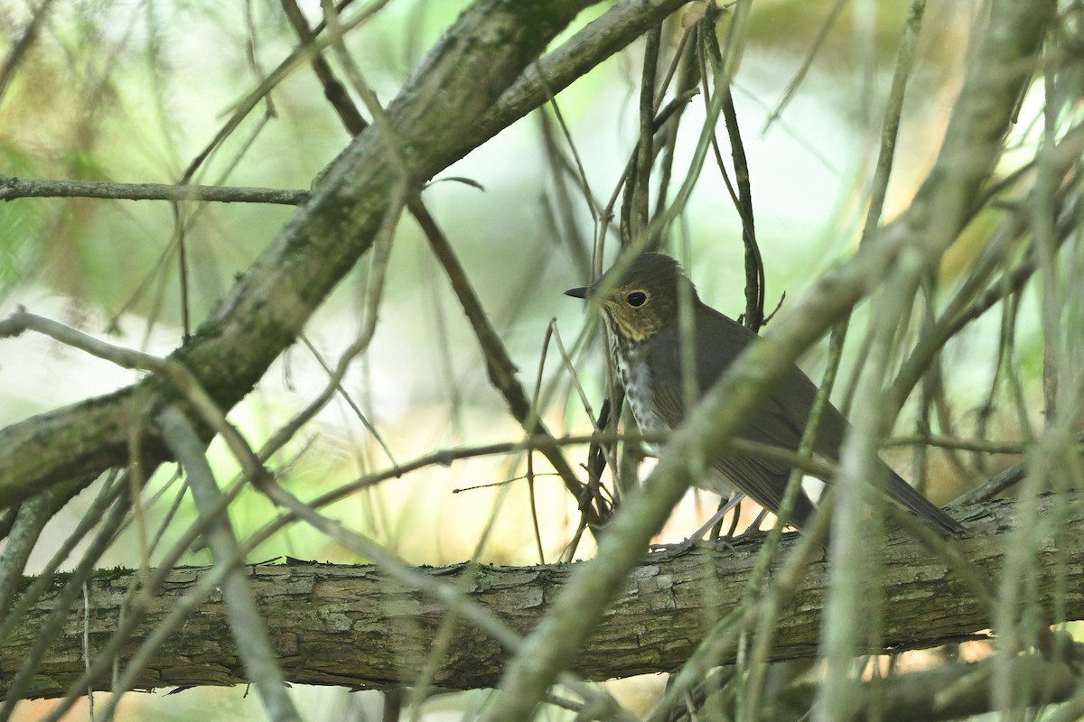 Swainson's Thrush (Olive-backed) - ML623579231