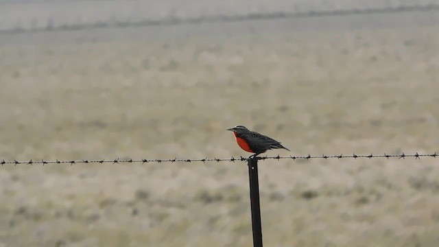 Pampas Meadowlark - ML623579233