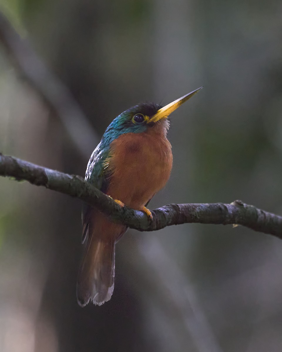 Yellow-billed Jacamar - ML623579236