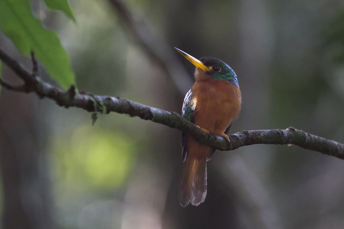 Yellow-billed Jacamar - Daniel Alfenas