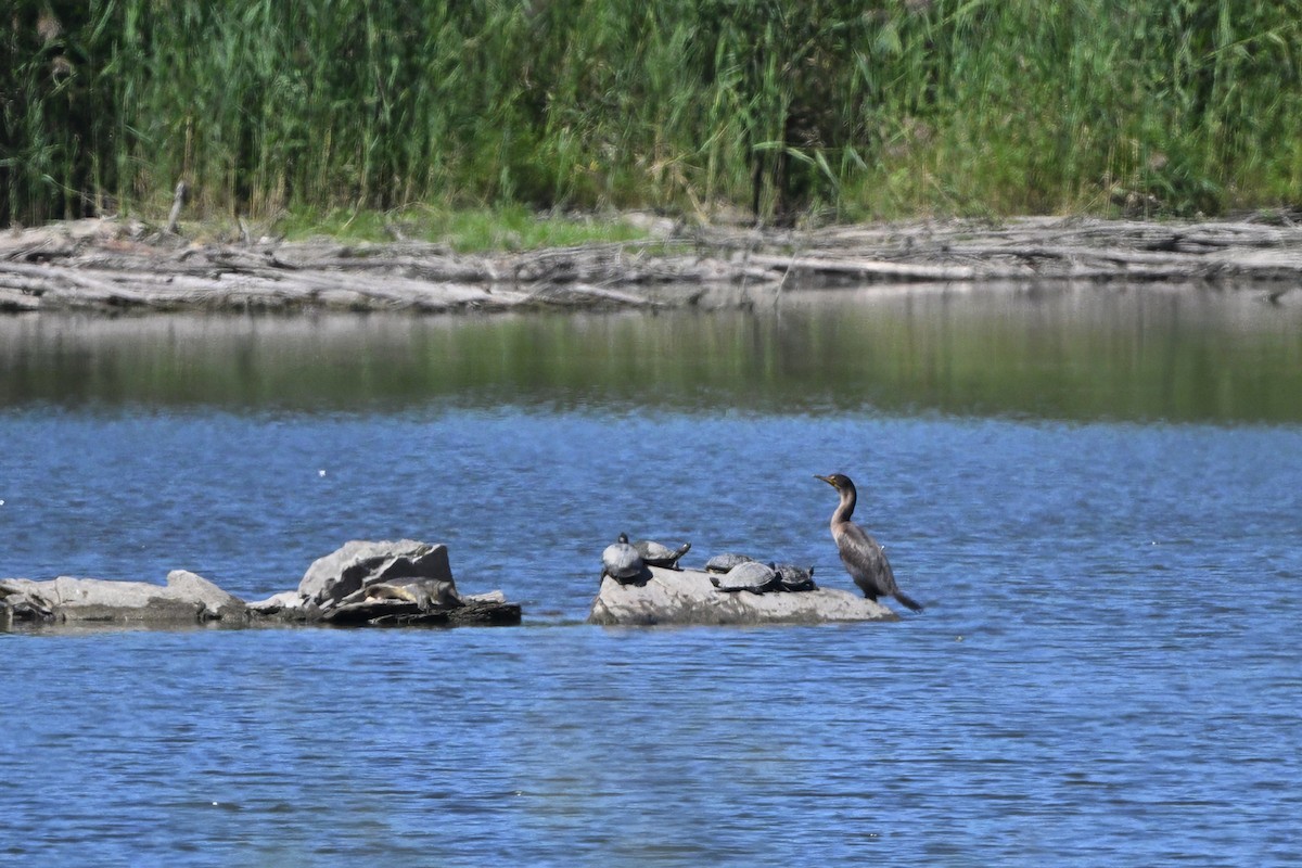 Double-crested Cormorant - ML623579240