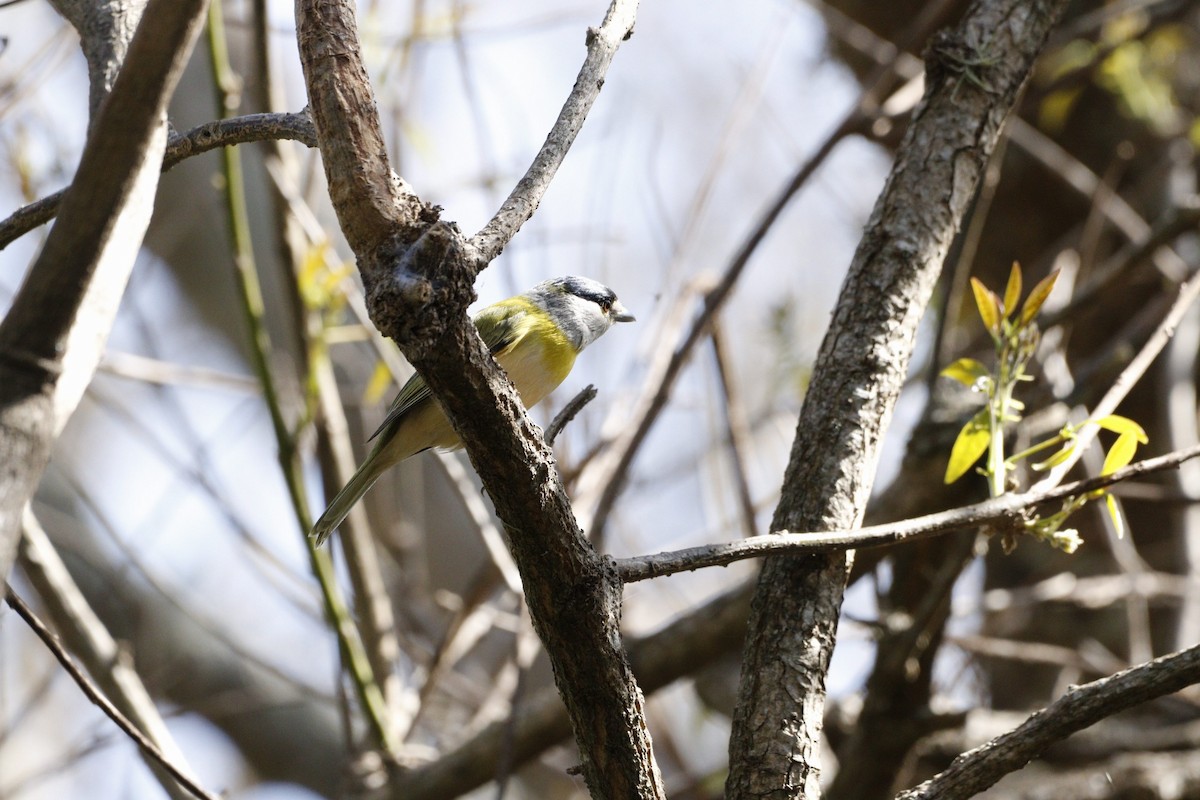 Green-backed Becard - ML623579247