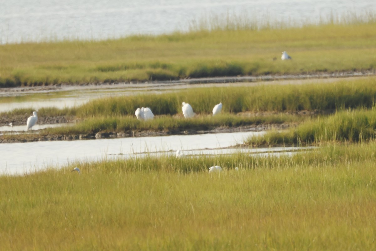 Snowy Egret - ML623579273