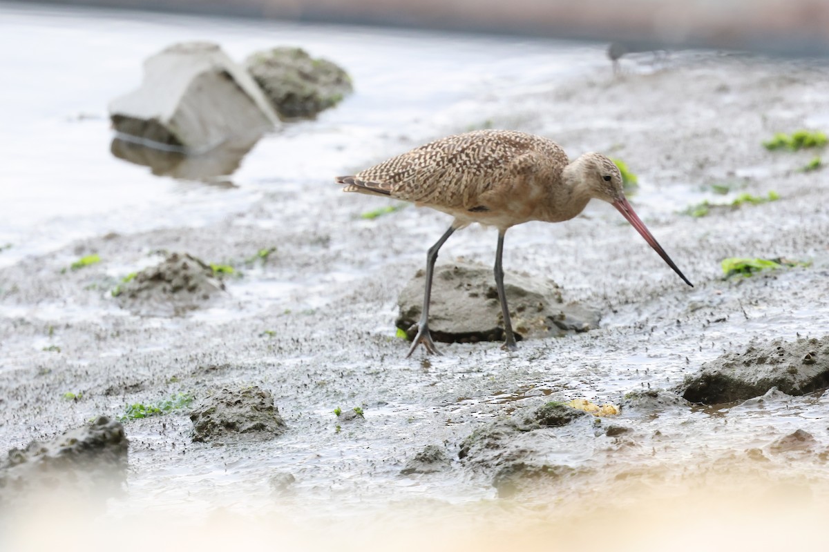 Marbled Godwit - ML623579276