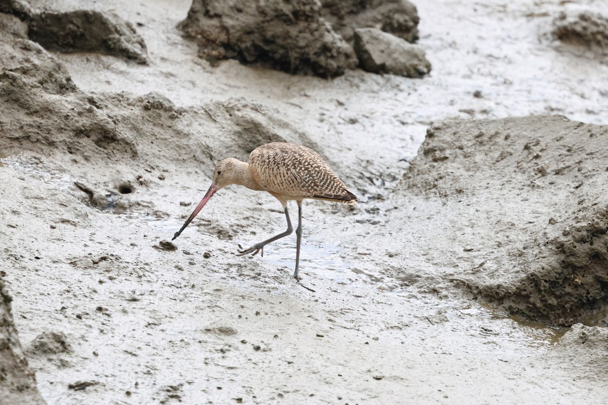 Marbled Godwit - ML623579277