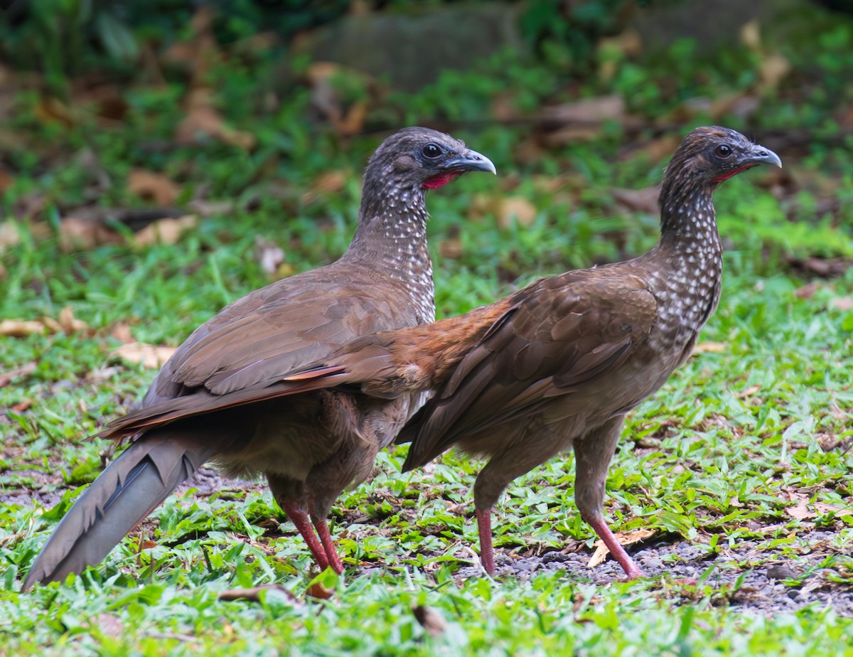 Chachalaca Moteada - ML623579287