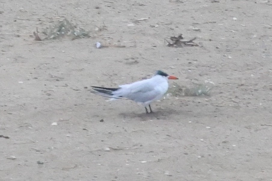 Caspian Tern - ML623579289