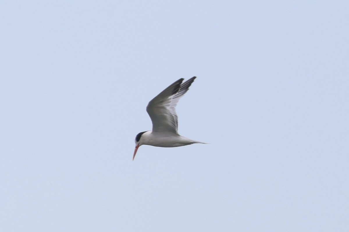 Elegant Tern - ML623579297