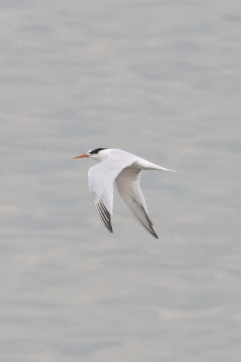 Elegant Tern - ML623579298