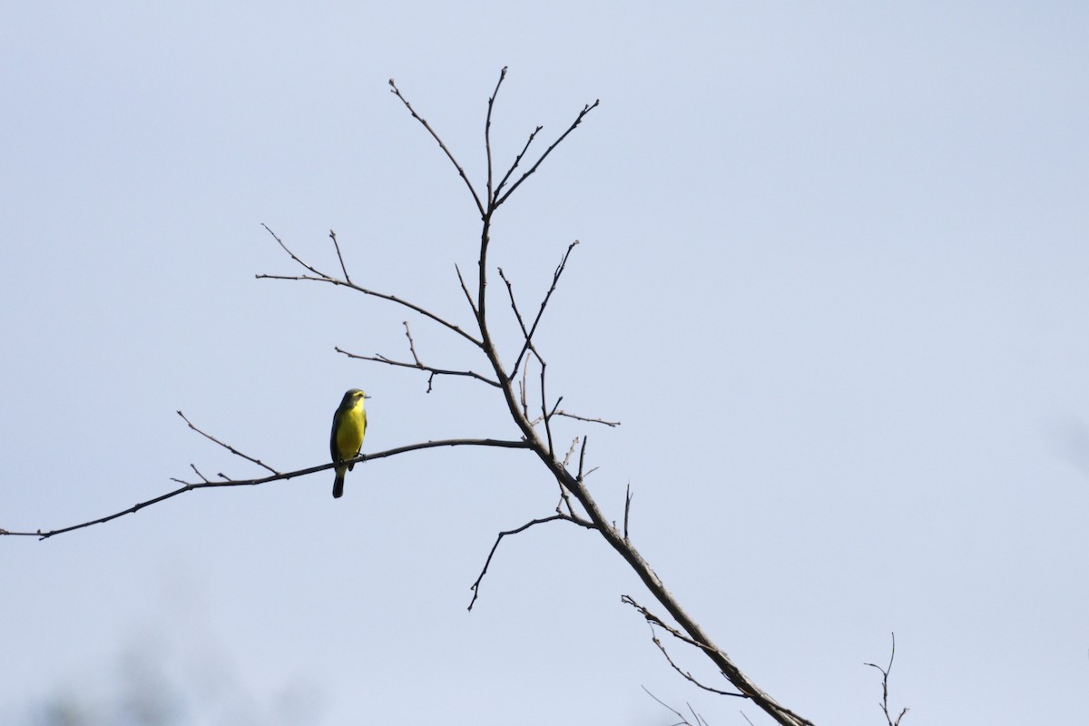 Yellow-browed Tyrant - Mario Casadei