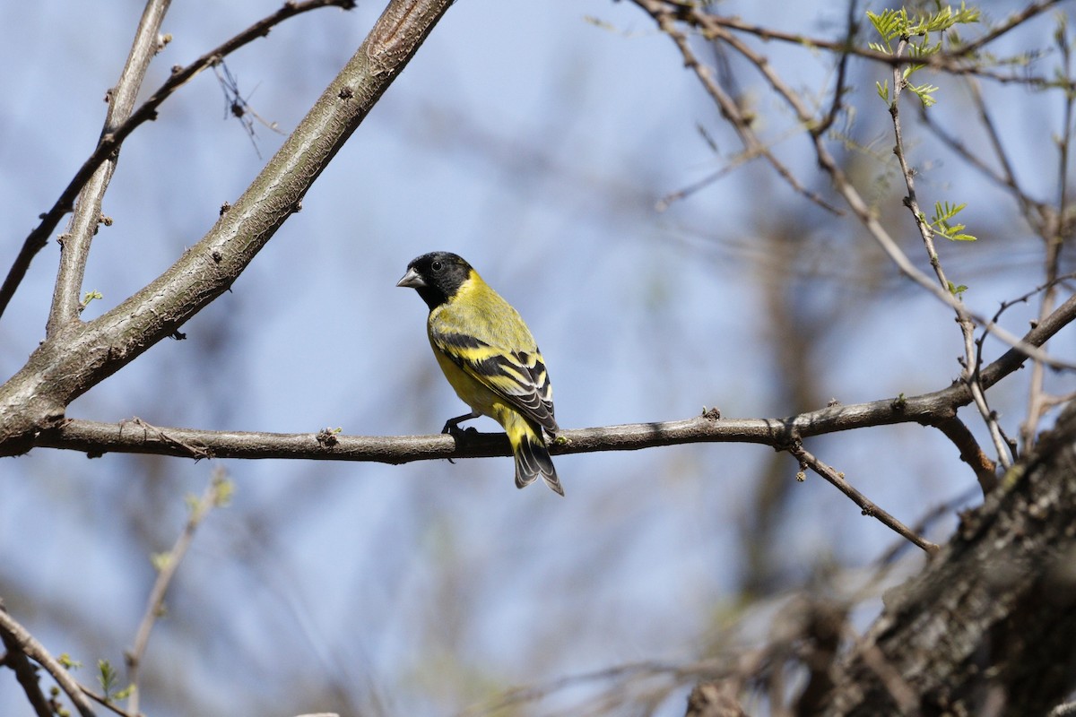 Hooded Siskin - ML623579359