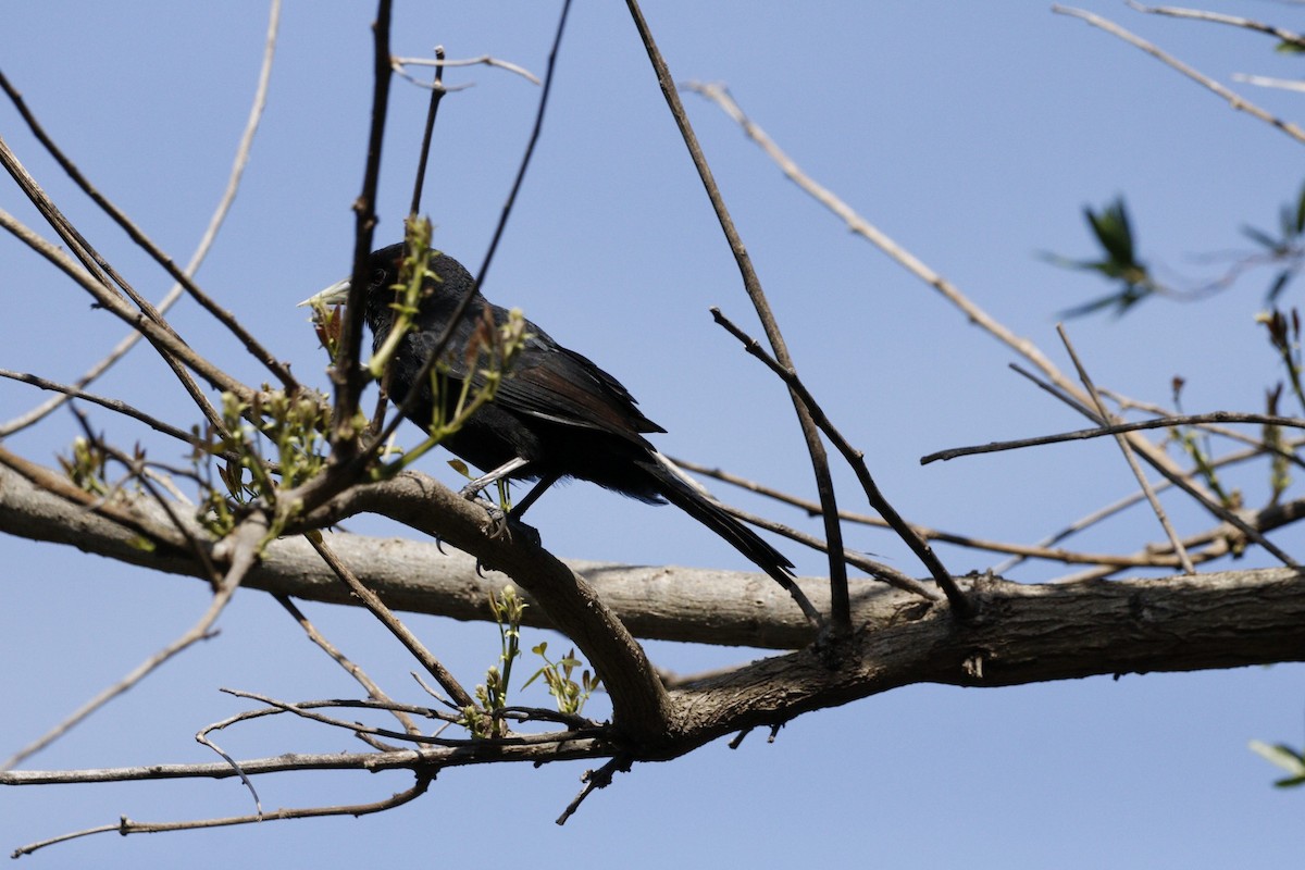 Solitary Black Cacique - ML623579376