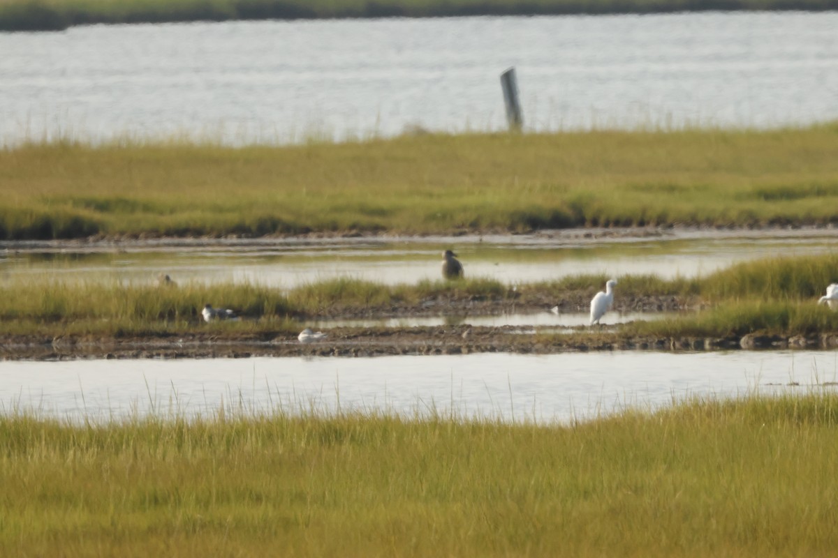 Gaviota Guanaguanare - ML623579408