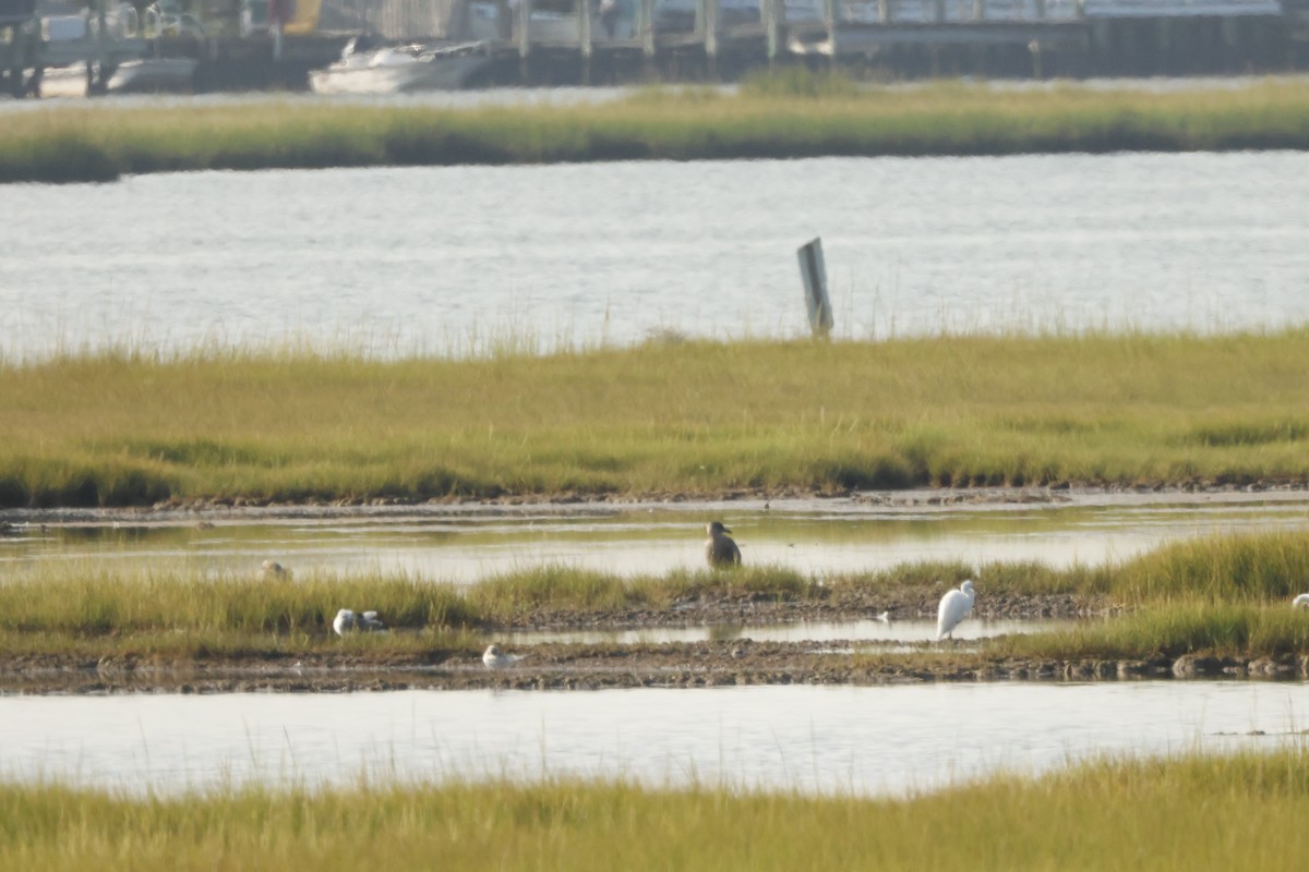 Herring Gull (American) - ML623579409