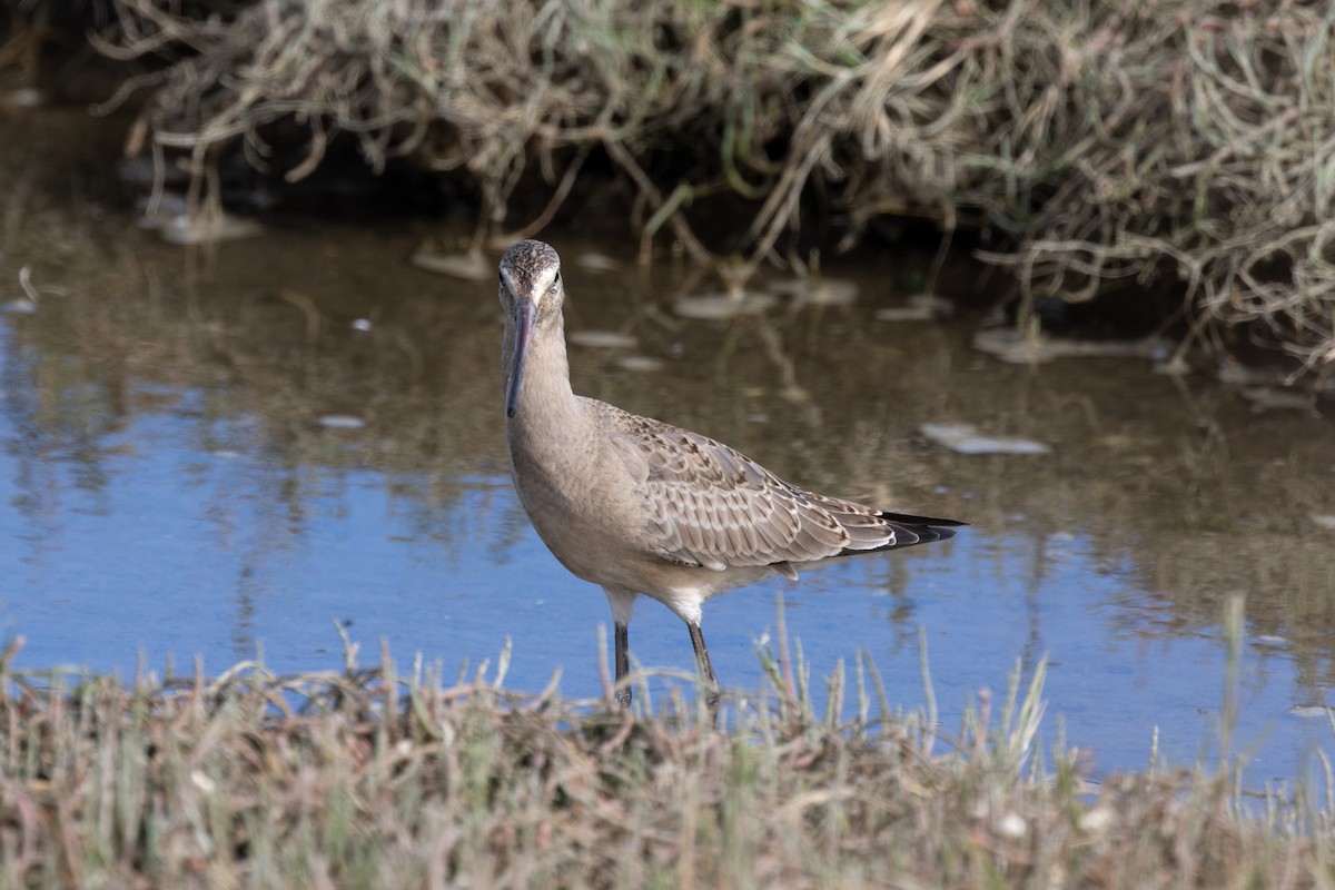 Hudsonian Godwit - Pauliina Saarinen