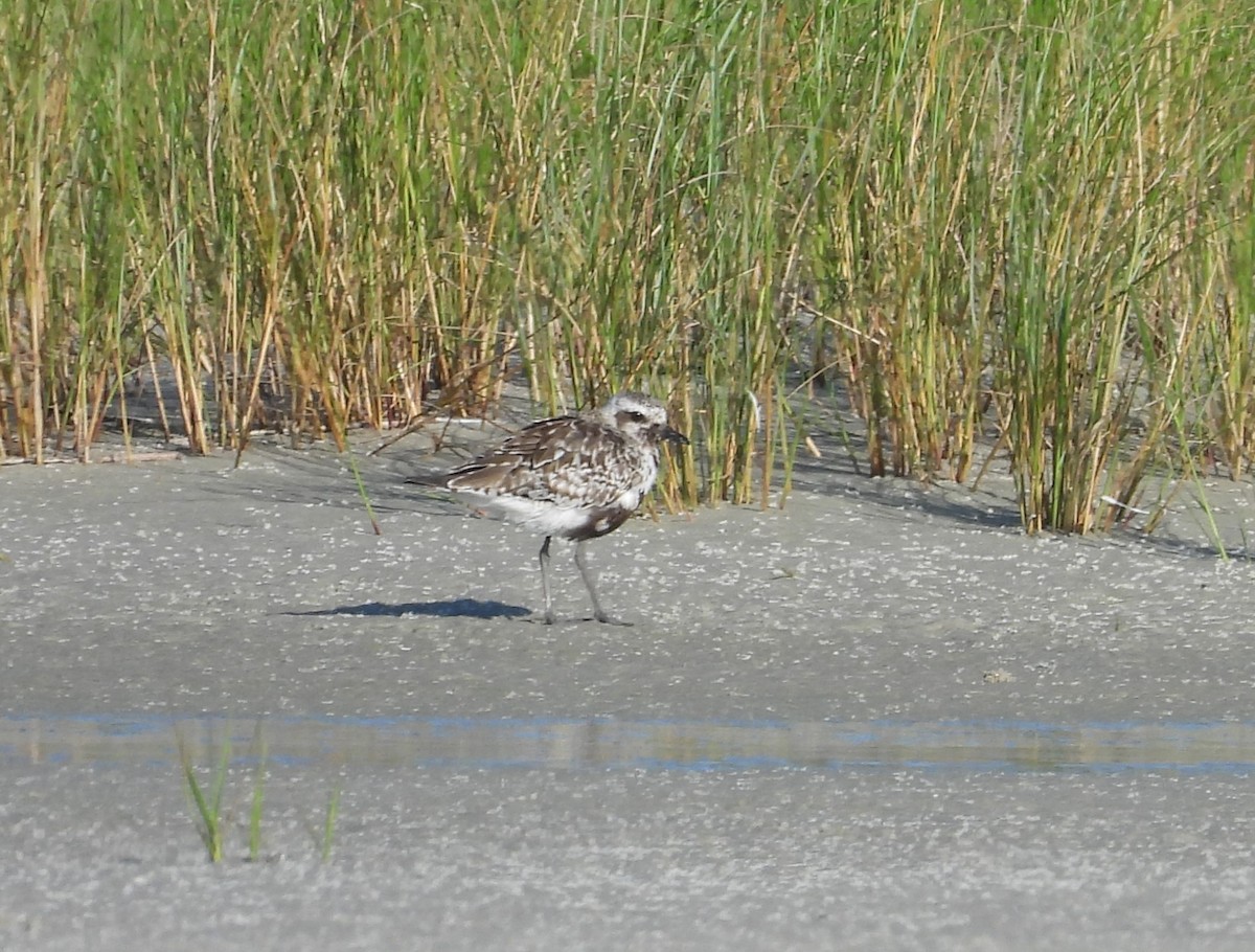 Black-bellied Plover - Patricia Rettig