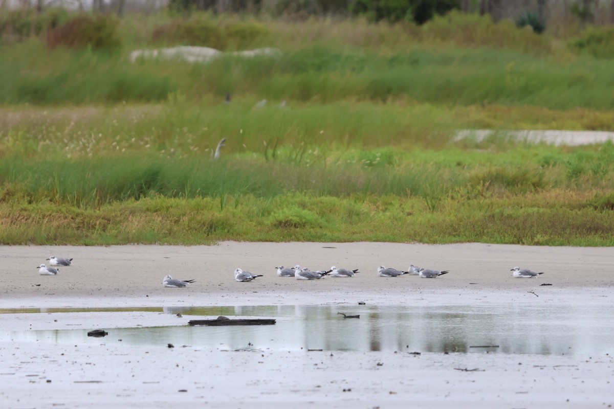 Laughing Gull - ML623579483