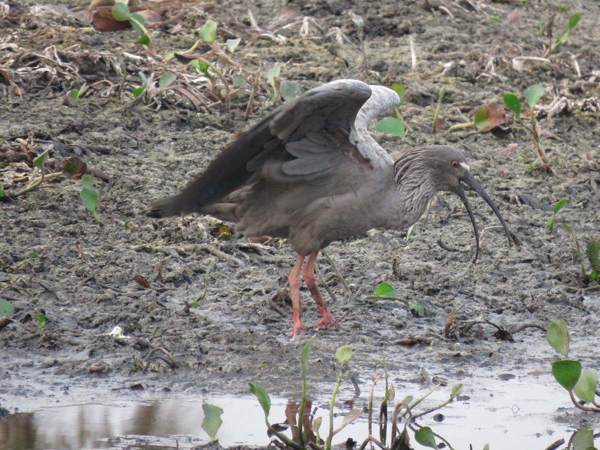 Plumbeous Ibis - ML623579509