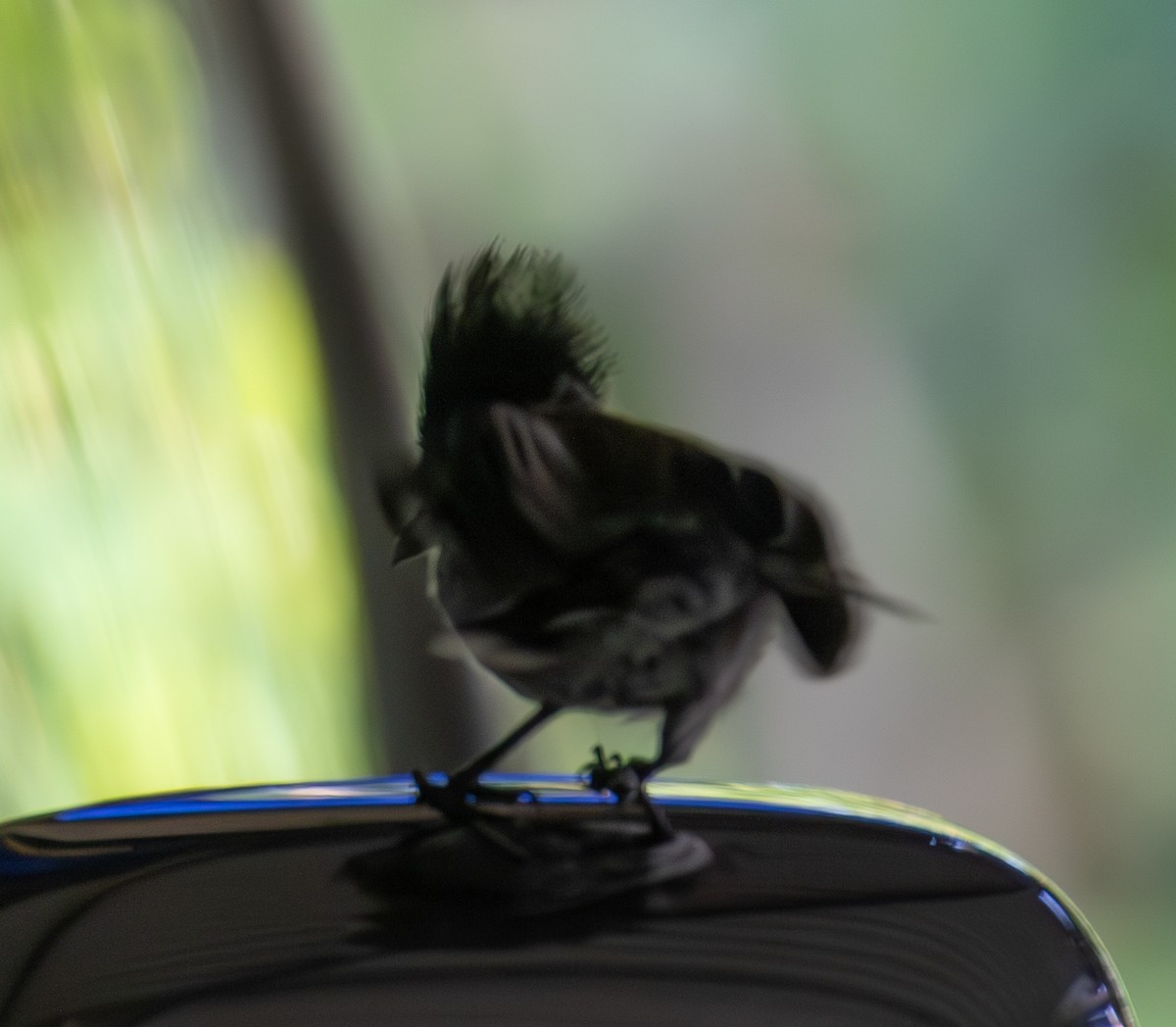 Black-crested Antshrike - ML623579514